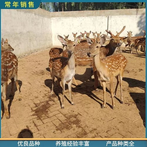 福州宠物梅花鹿养殖场 厂家直销 活体梅花鹿
